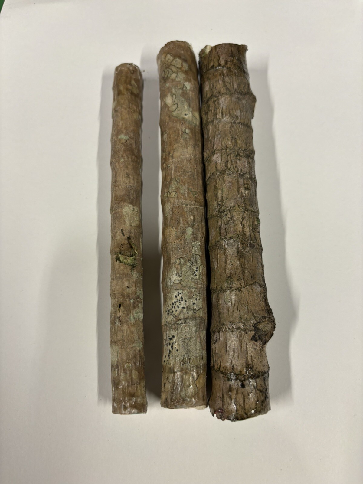 Hawaiian Green/Red Hybrid Ti Leaf Fresh Cuttings 6″ Starters 6 Logs
