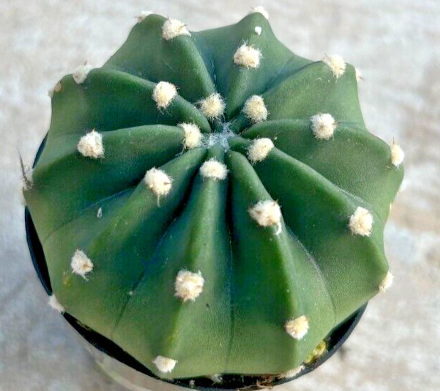 Echinopsis Subdenudata ‘Easter Lily Cactus’, Domino, comes in a 2.5″ Pot