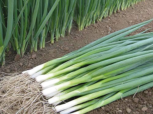 Seeds Bunching Green Onions Scallions 250+ Seeds for Planting Perennial small