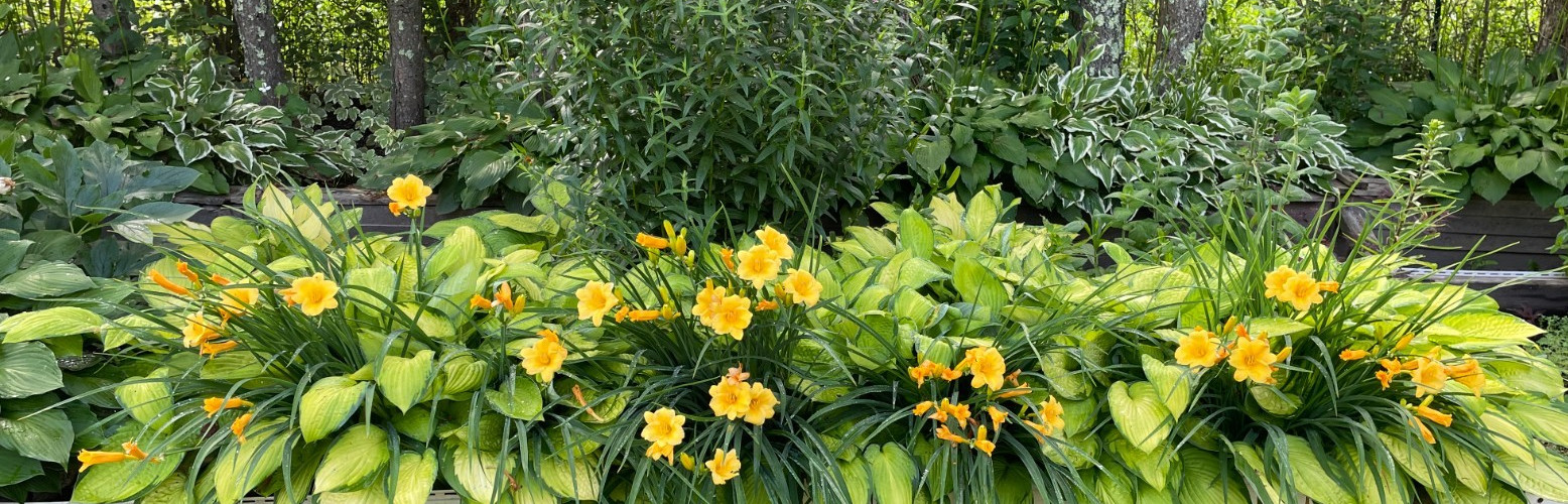 20 Garden State Bulb Stella D’oro Daylily , Bare Roots Plant