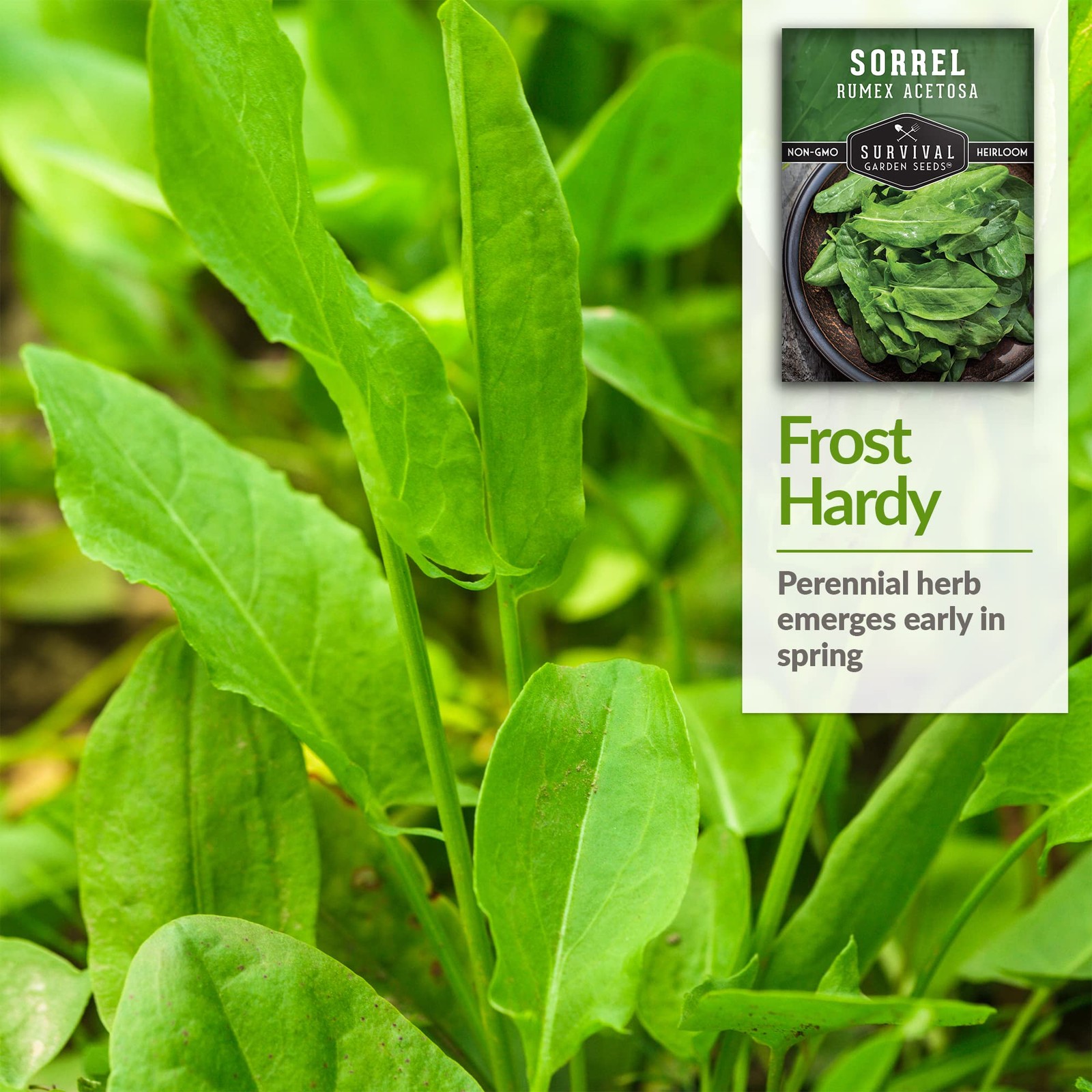 Sorrel Seeds for Planting – Large Leaf Garden – Cool Weather…