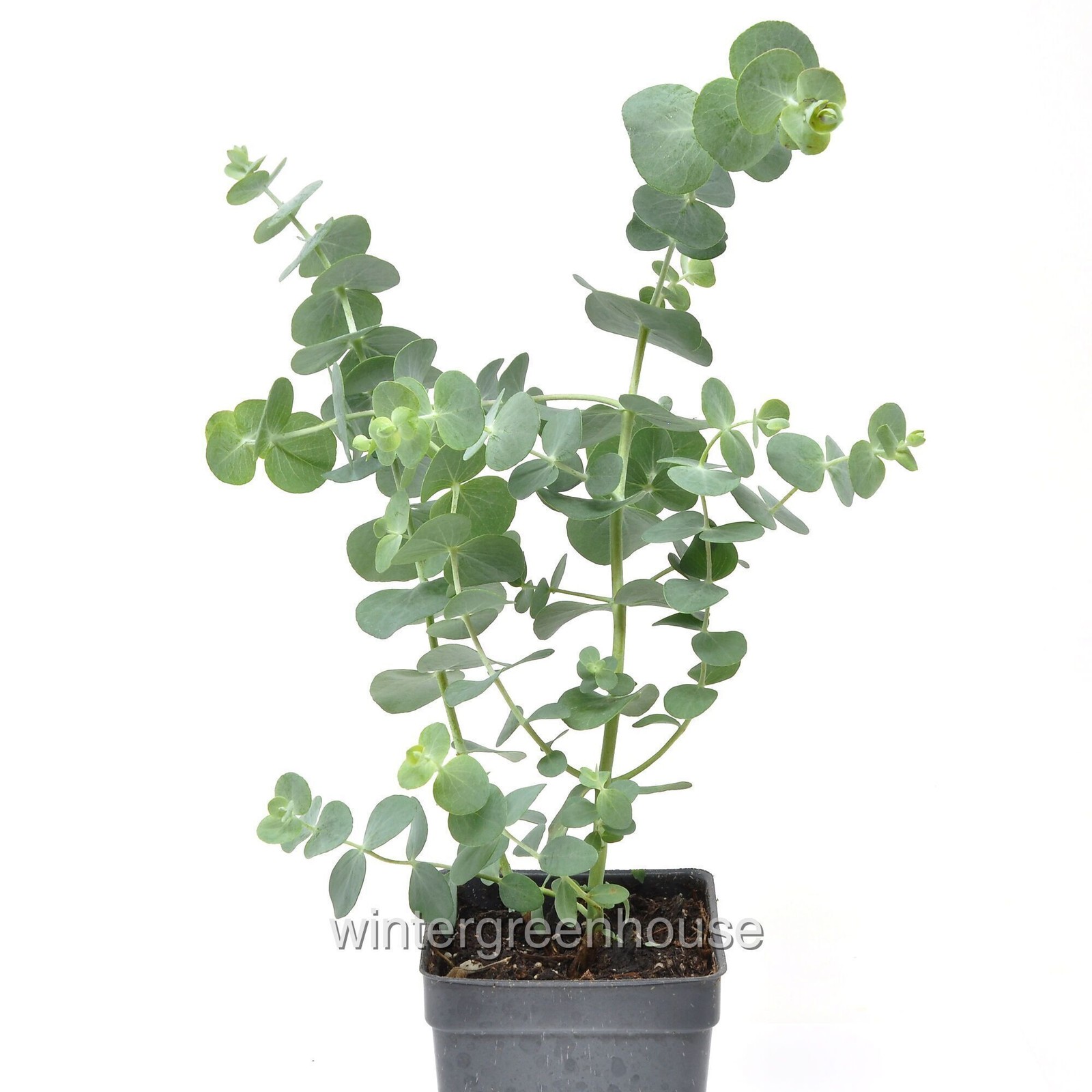 Eucalyptus pulverulenta, Baby blue, Florist Silver Dollar