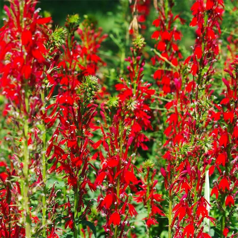 210+ Red Cardinal Flower Lobelia Cardinalis Seeds for Planting-Non-Gmo Heirloom