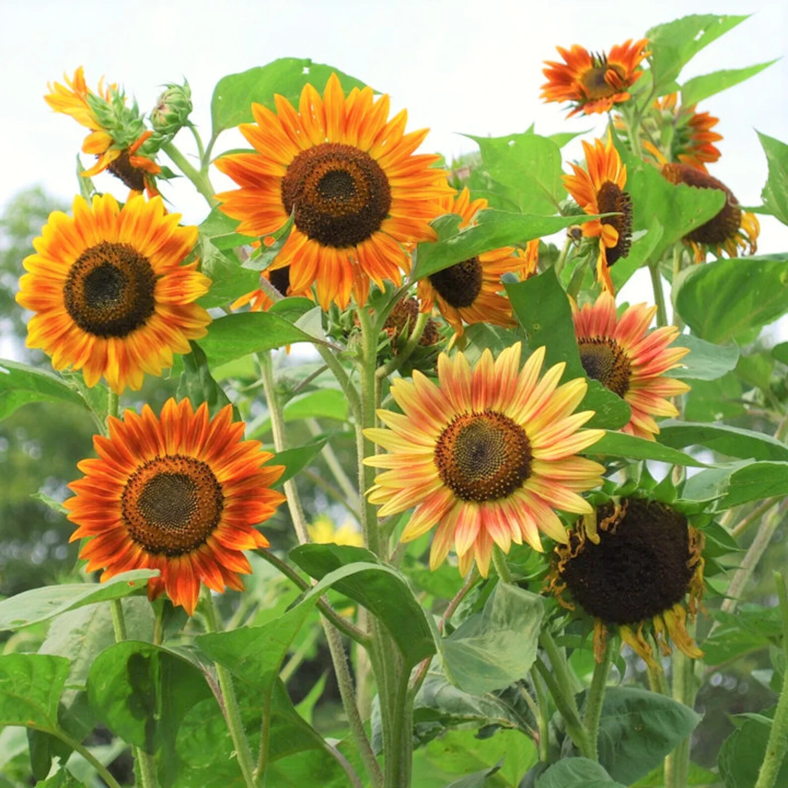 50pcs/Pack 10 Species Mix Variety Pack Sunflower Seeds Unique and Varied Garden