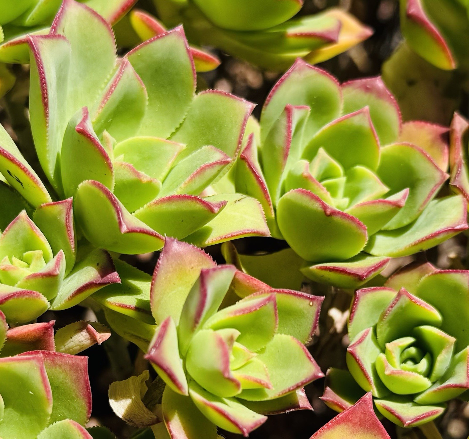 Succulent Aeonium ‘Kiwi’ , 4 – 6″ Cutting Cluster