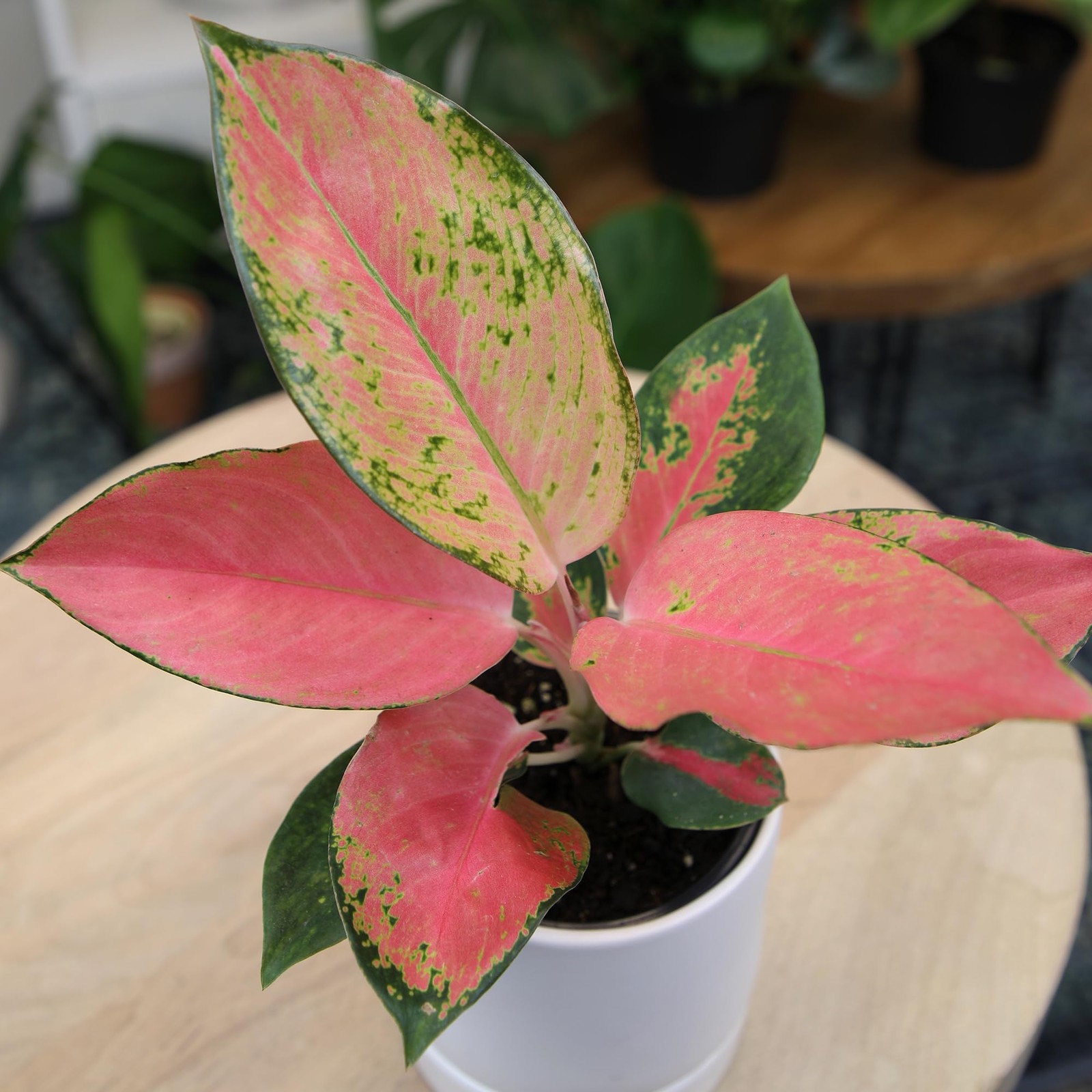 China Red Aglaonema Chinese Evergreen Live Plant, Exotic House Plants Live Tr…