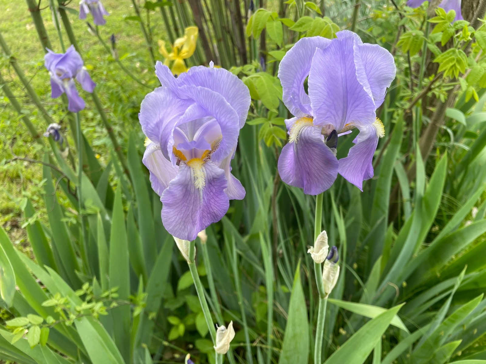10 Heirloom Bearded Iris Rhizomes Andalusian Blue Light Purple 50yr FRESH DUG