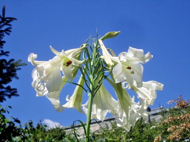 25 WHITE FORMOSA LILY SEEDS – Lilium formosanum – giant 6 – 7 foot tall