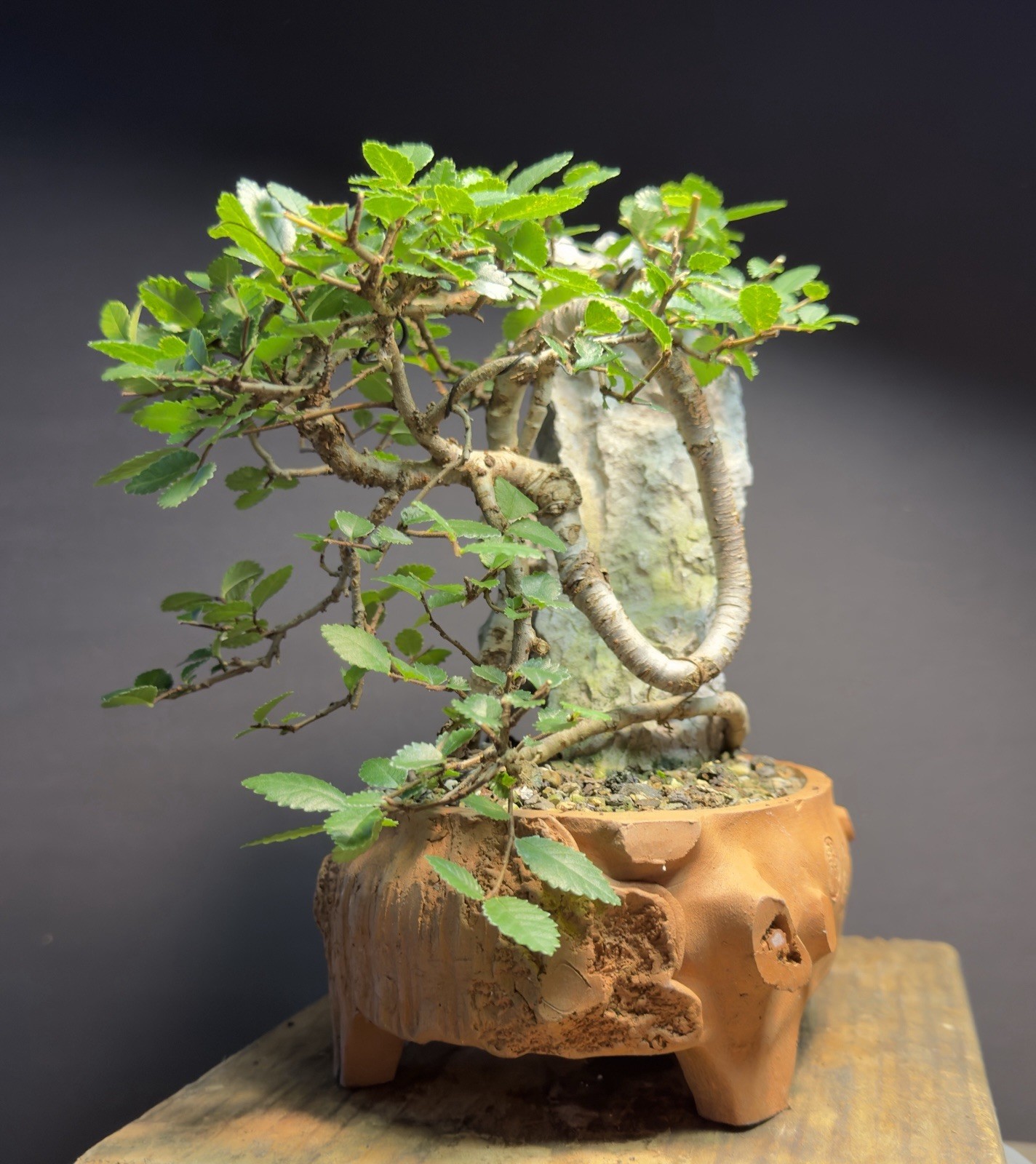 Bonsai Tree Dragon Style Chinese Elm root over rock 9.5” tall Chinese Pot