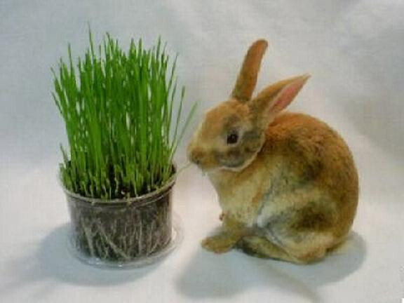ORGANIC WHEAT GRASS 6000 SEEDS CAT/RABBIT/DOG/BIRD/TURTLE & HUMANS FRESH SEED