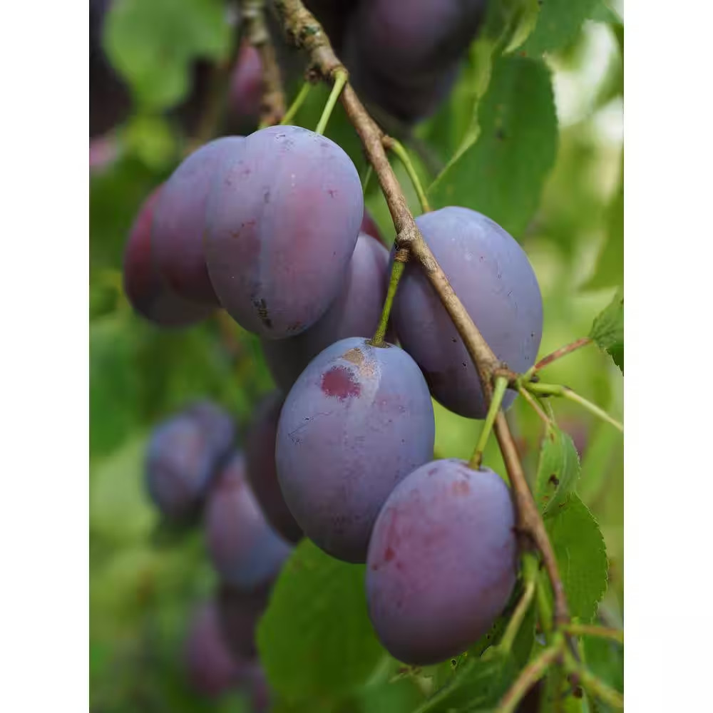 Dwarf Italian Plum Tree Bare Root Free Shipping