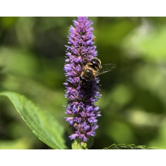 500 Seeds PURPLE ANISE HYSSOP Licorice Mint Agastache Foeniculum Herb Flower