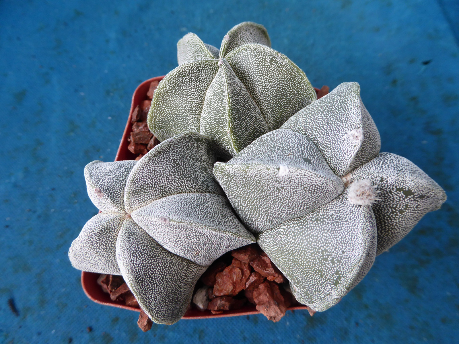 Astrophytum myriostigma THREE (3!) Plants 2 Regular, 1 Quadricostatum 3.25″ Pot