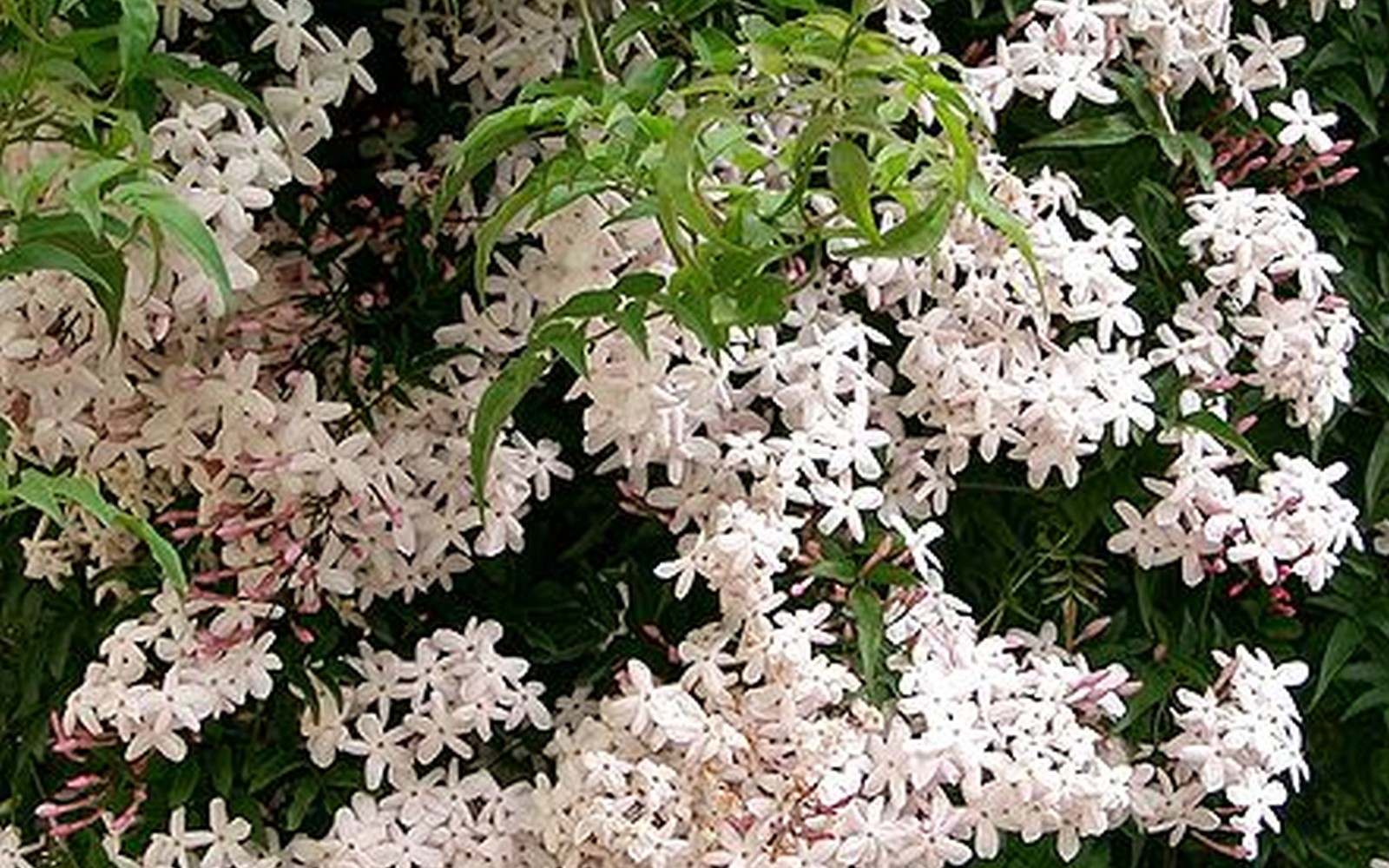 Jasmine Polyanthum Pink Winter Vine Plant Fragrant Spring Flowers 6-10″ Tall