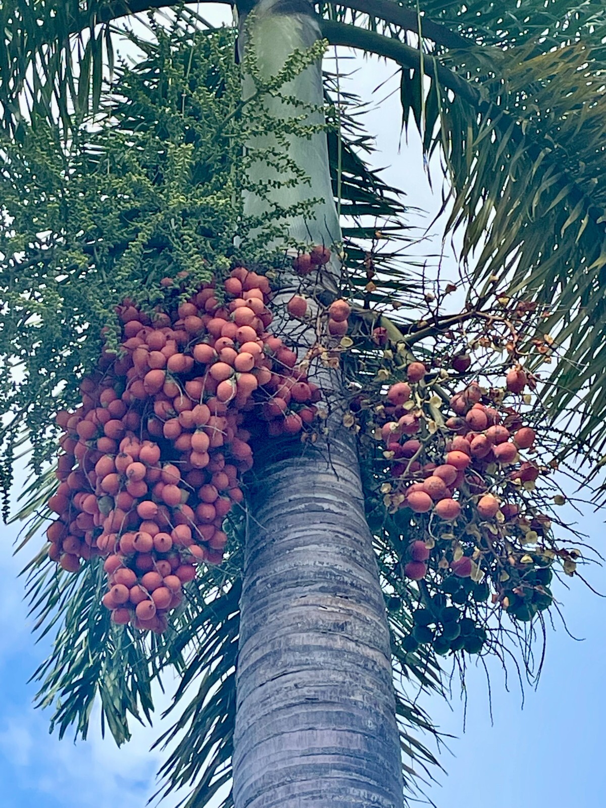 15 Foxtail Palm Tree Wodyetia bifurcata live seeds tropical ornamental plants