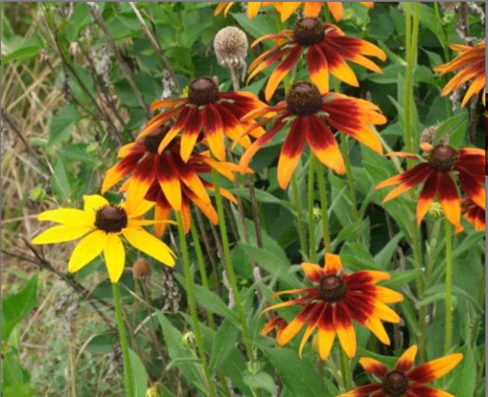 Organic Rudbeckia Hirta SEEDS~Gloriosa Daisy BlackEyed Susan~Color Variation Mix