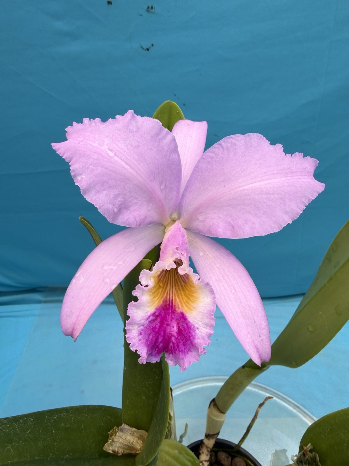 Cattleya gaskelliana ‘Pauline’ Species Orchid Eros 6” Pot Bloom + Two Sheaths