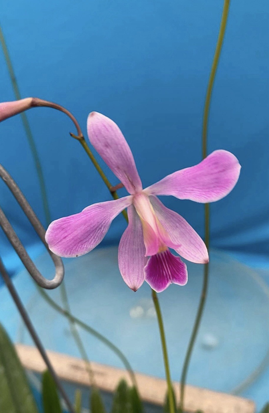 Encyclia jenischiana Pink Purple Tall Stems NEW DIVISIONS Orchid Species 2” Pot