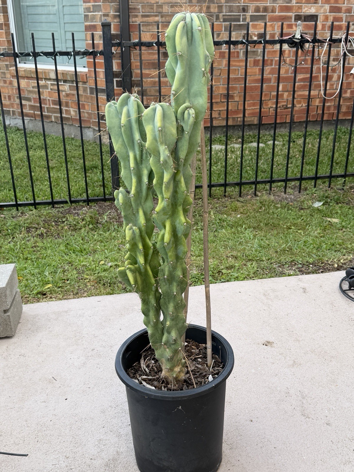 Monstrous Apple Cactus Large Plant 24-32” tall, Extreme Temp Tolerant 15° Rooted