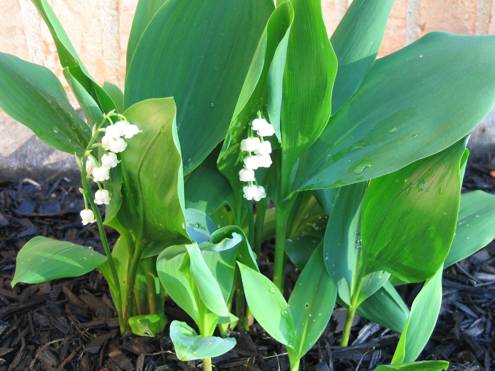 50 Rhizomes (Pips) Lily of The Valley, Convallaria Majalis,May Bells Mary’s Tear