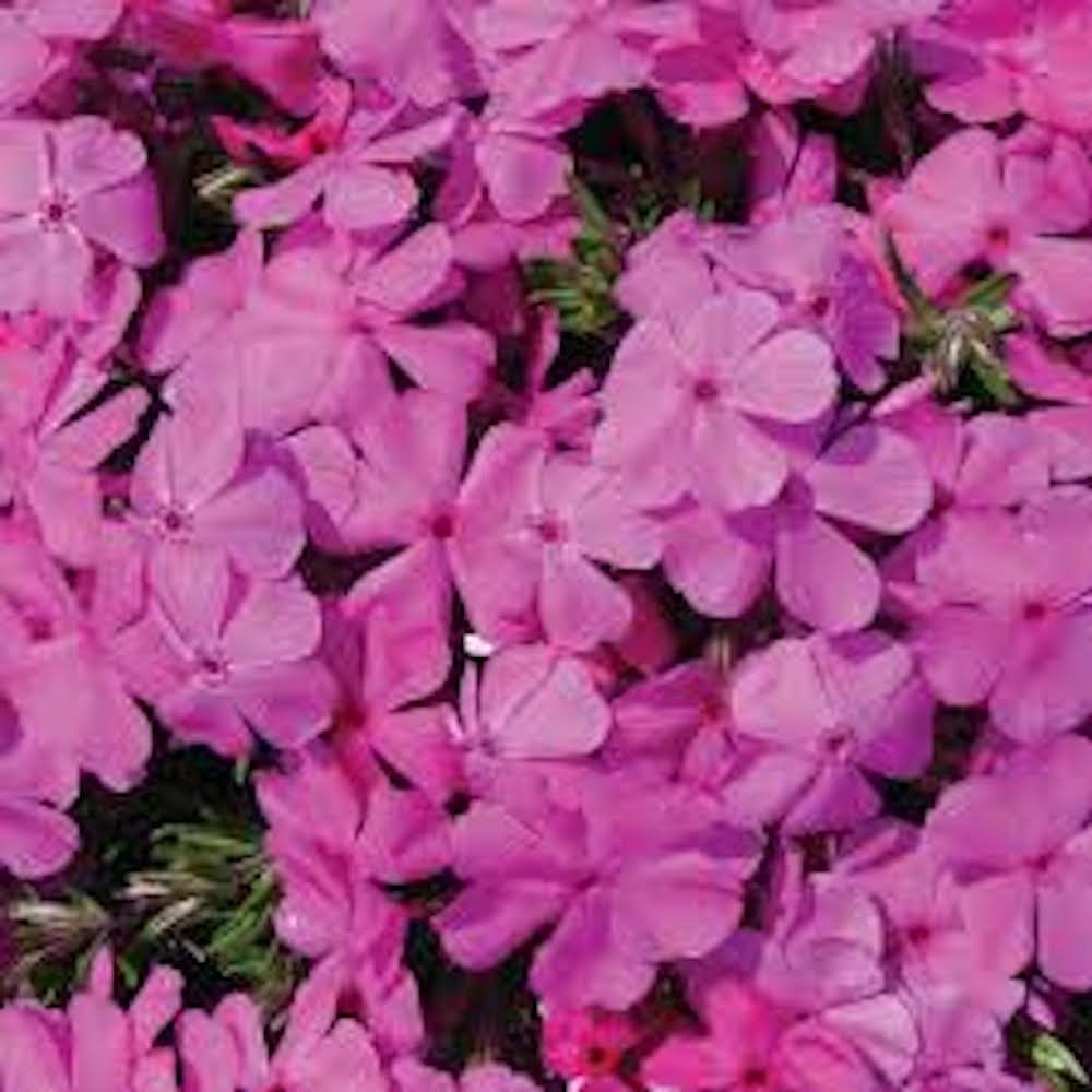 5 Pink Diamond Drummonds Pink Creeping Phlox Starter Plugs