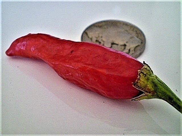 Vietnamese Tear Jerker hot chili pepper seeds non-gmo heirloom SRIRACHA SAUCE!