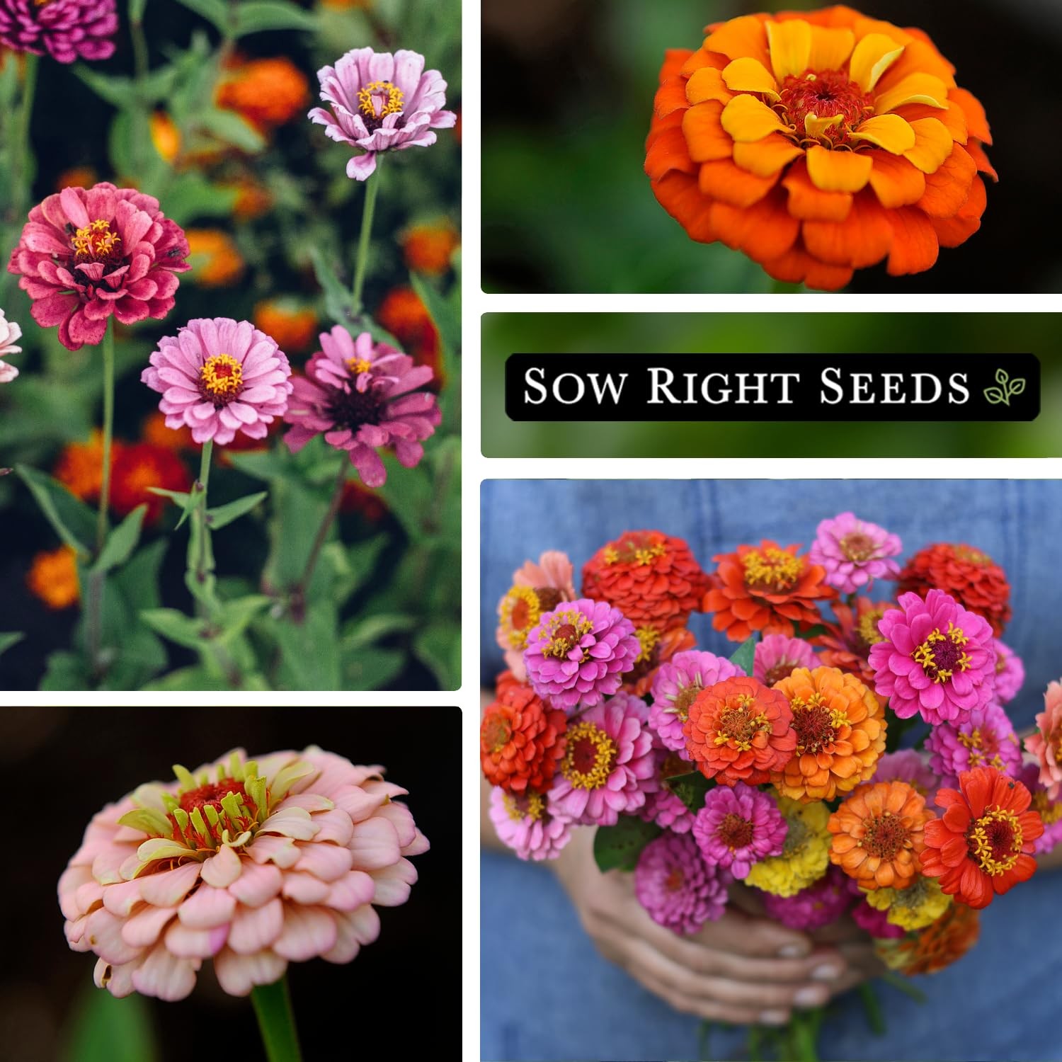 Sow Right Seeds – Thumbelina Zinnia for Planting – Beautiful to Mix