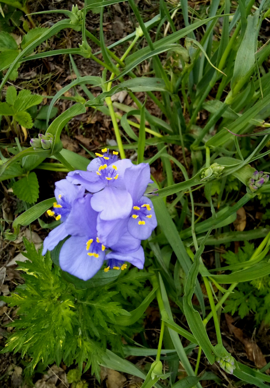 10 Spiderwort Transdescantia Purple Flower Bare Root Rhizome Bulbs- Live Plants