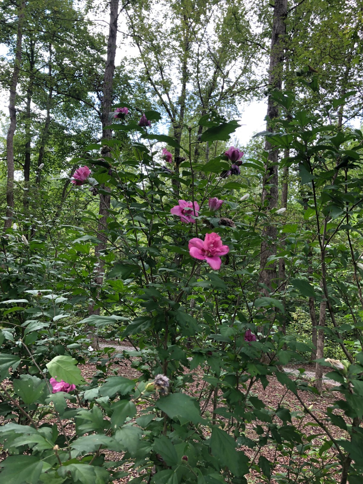 Magenta Chiffon Rose Of Sharon Live Plant With Roots(Buy 1 Get Small Plant Free)