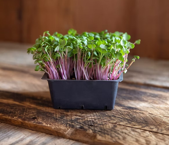 3-pack combo Savory/Spicy Powerhouse Microgreens seeds non-GMO (2.5oz. pack ea.)