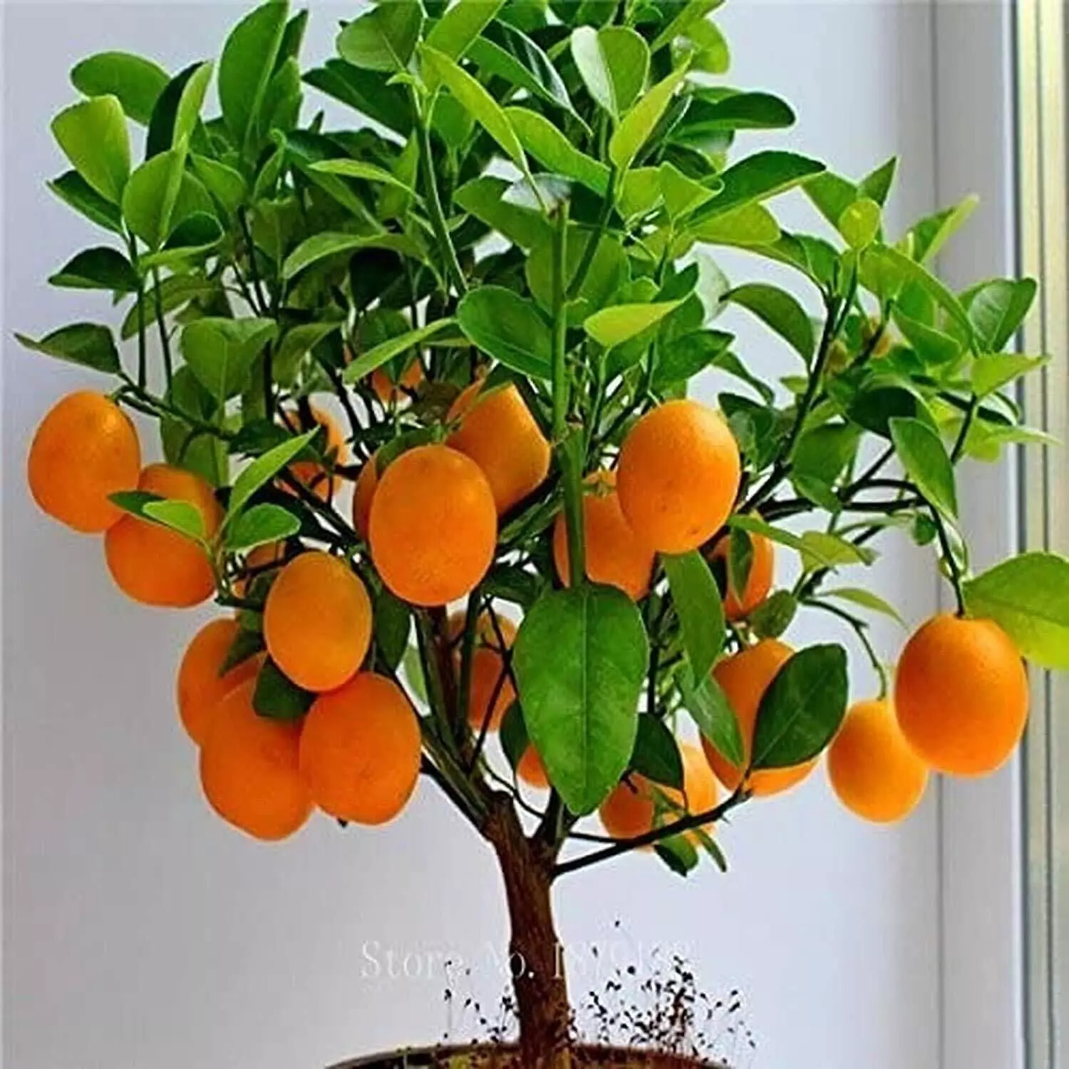 Bonsai Orange Tree Seeds, 20 Seeds ,Grow a Delicious Fruit Bearing Bonsai Tree –