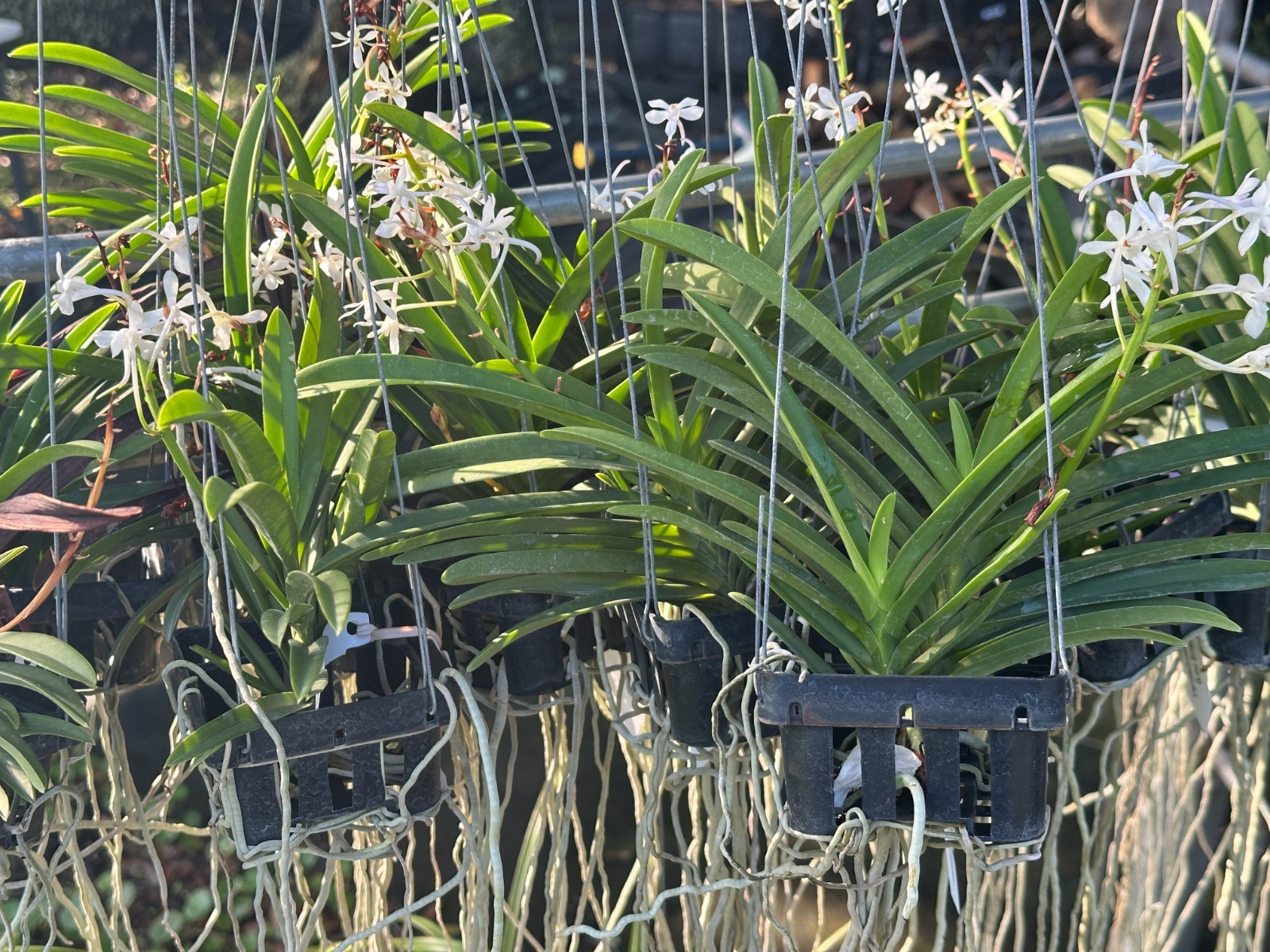 LOVELY COMPACT VANDA TYPE ORCHID PRIMARY Lou Sneary (white) BS