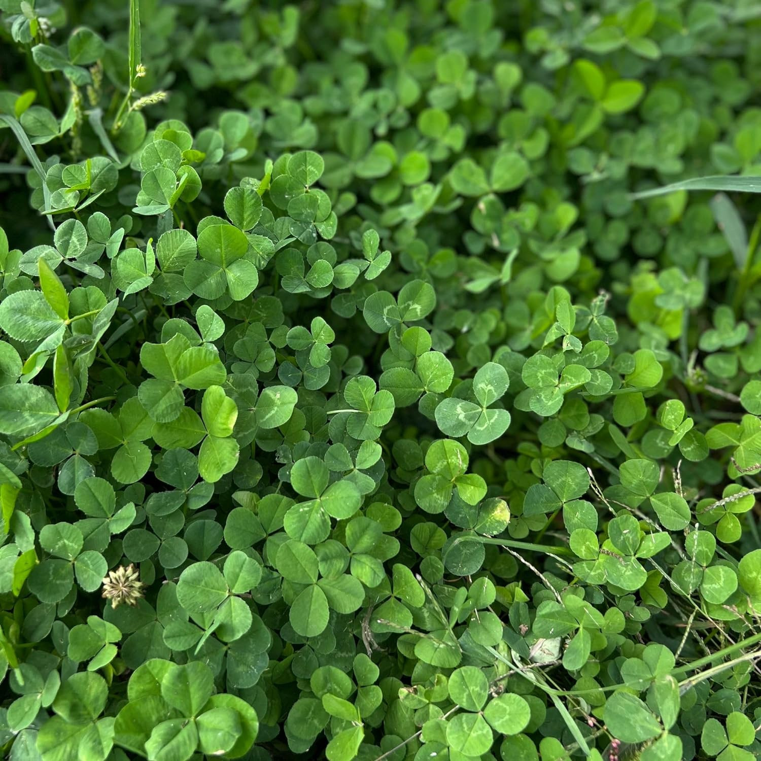 Micro Clover Seeds for Lawn – Microclover Seed for Planting – 4 Oz. ~100,000 See
