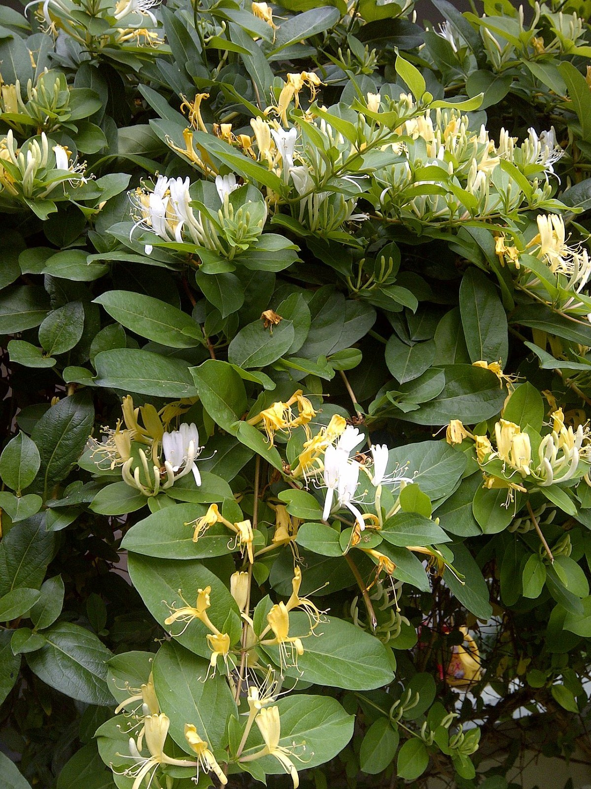 10 UNROOTED Japanese Honeysuckle Fresh UNROOTED 7″ Cuttings