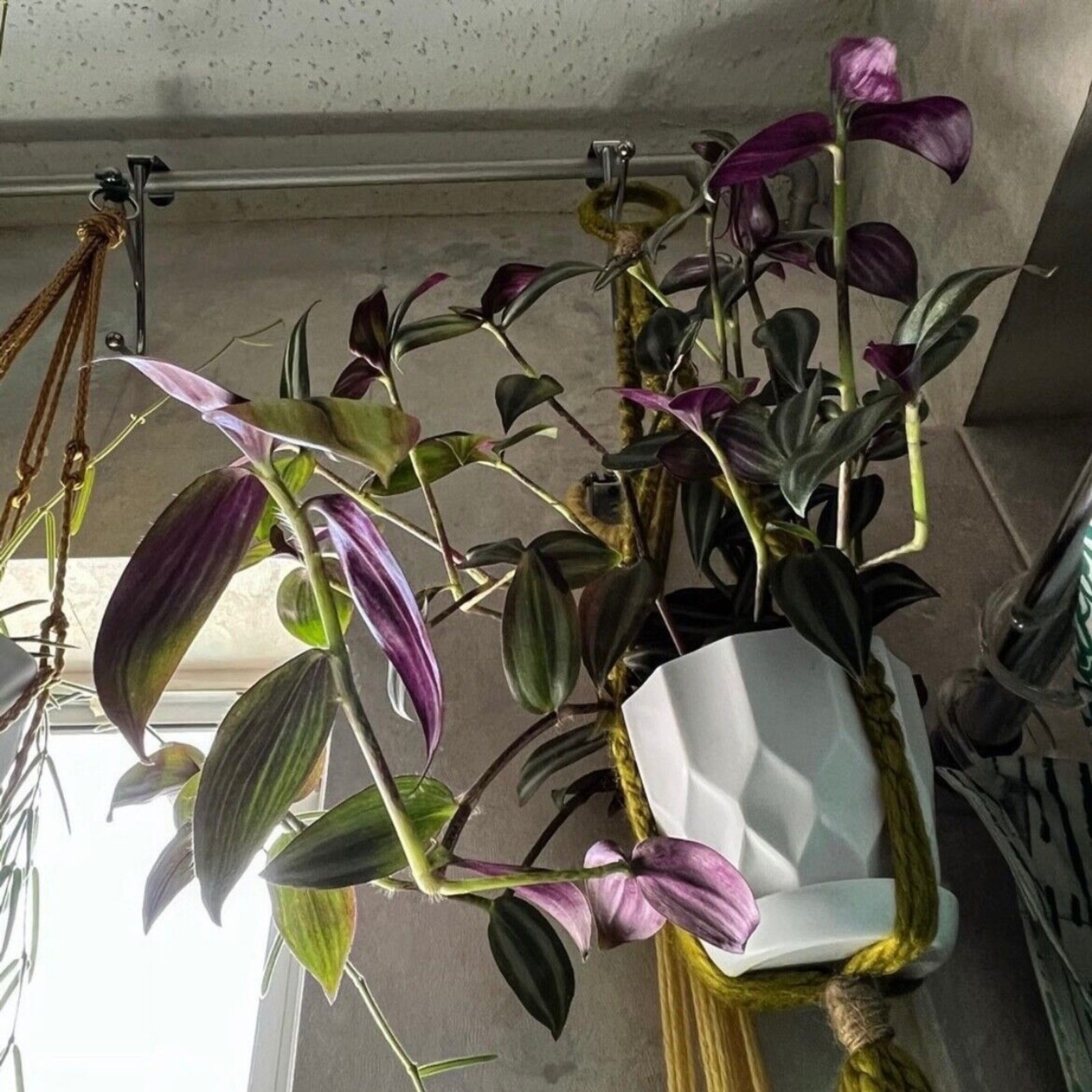 10 Wandering Jew UNROOTED Cuttings Tradescantia Zebrina Cuttings Purple Silver