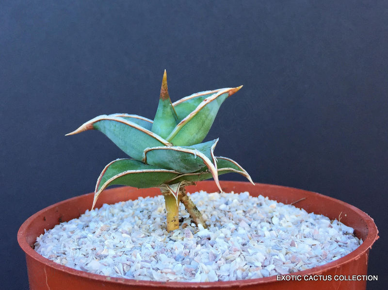 WALKING SANSEVIERIA SHORT LEAF pinguicula , rare snake plant succulent 4″ pot