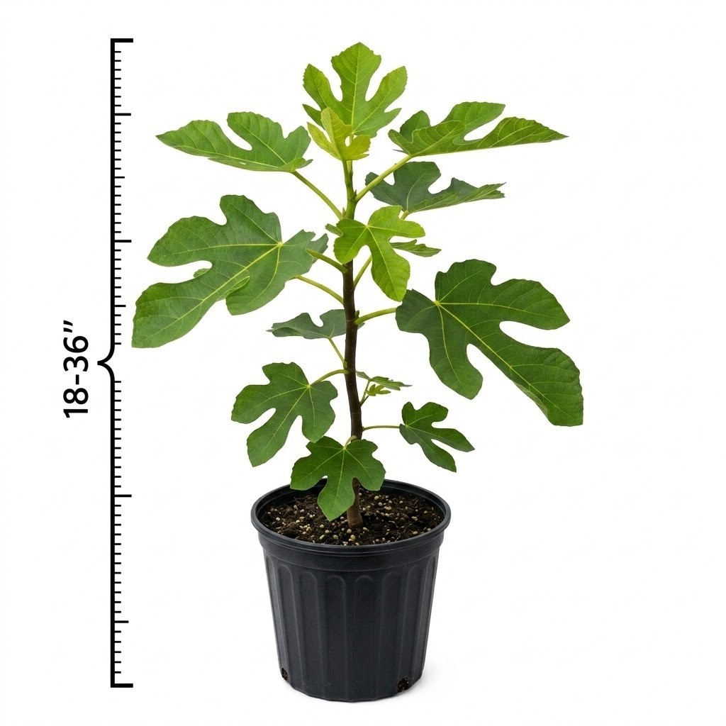 Live Excel Fig Tree Plant Sweet Yellow Fruit Self-Fertile Rooted Potted 18-36in