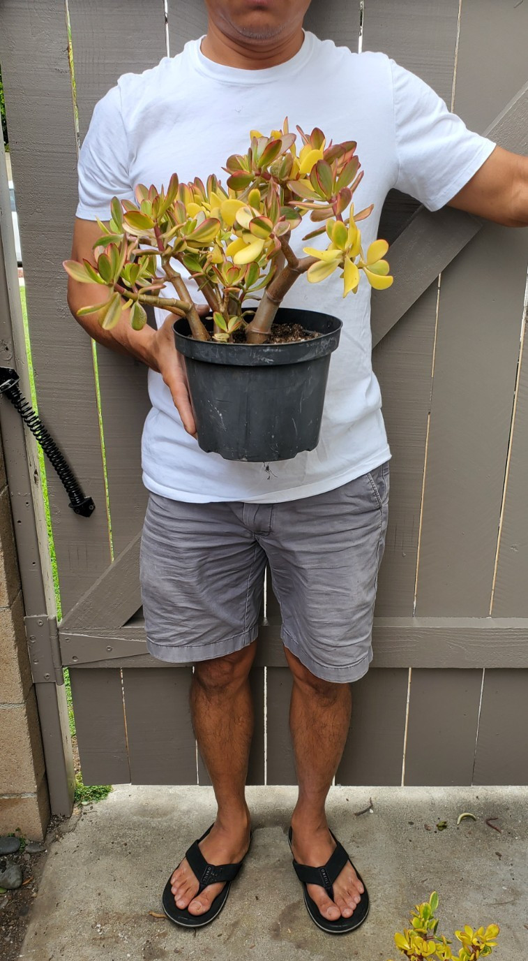Golden Jade Succulent Crassula Ovata Hummel Sunset Great for bonsai -Y