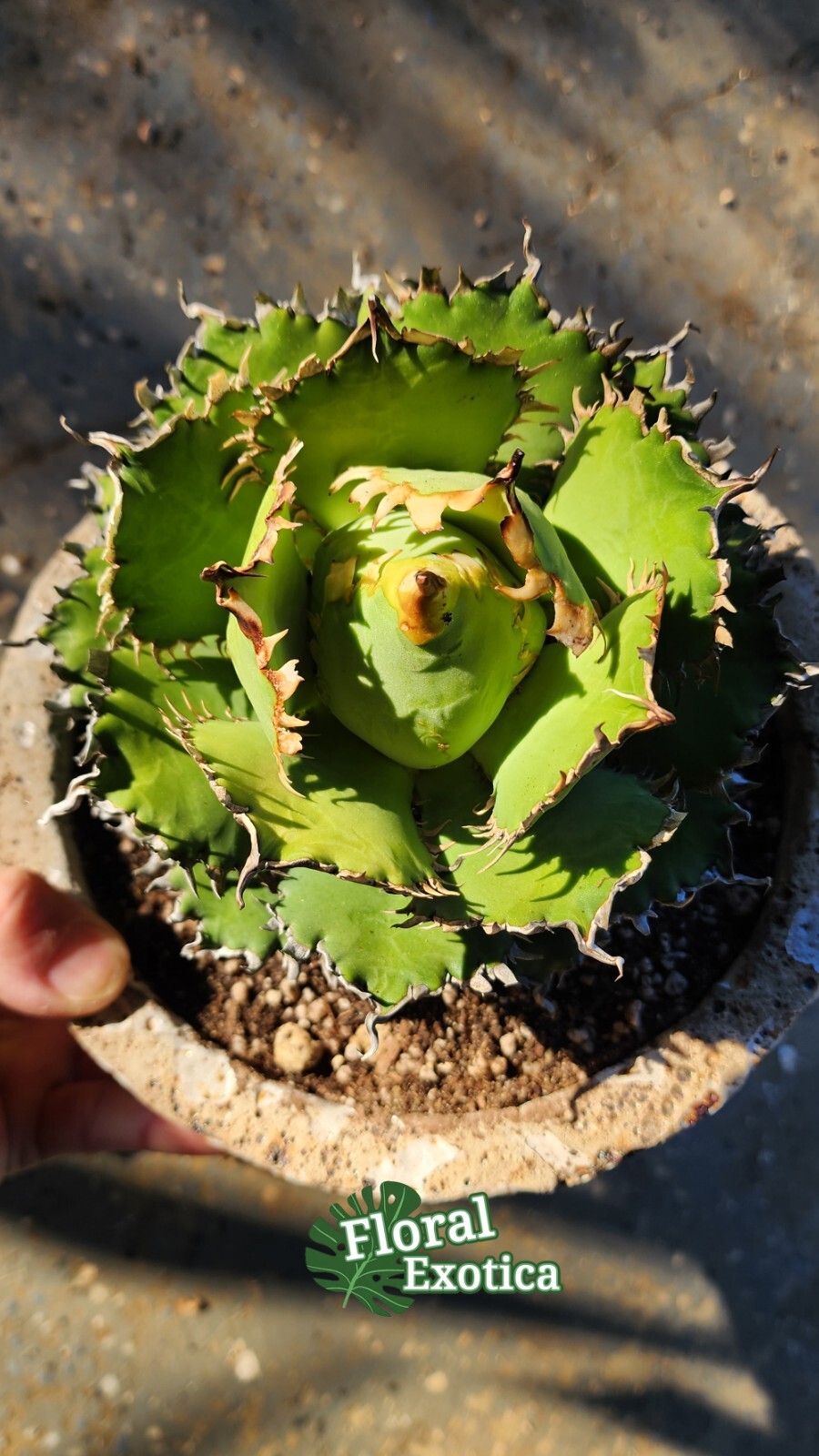 Agave Titanota ‘Filigree’ Compact – Matured Specimen – Finished Form – US Seller