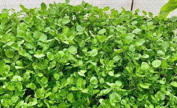 WATERCRESS CRESS SEEDS, HẠT XÀ LÁCH XOONG | NON-GMO | NEW SEEDS |