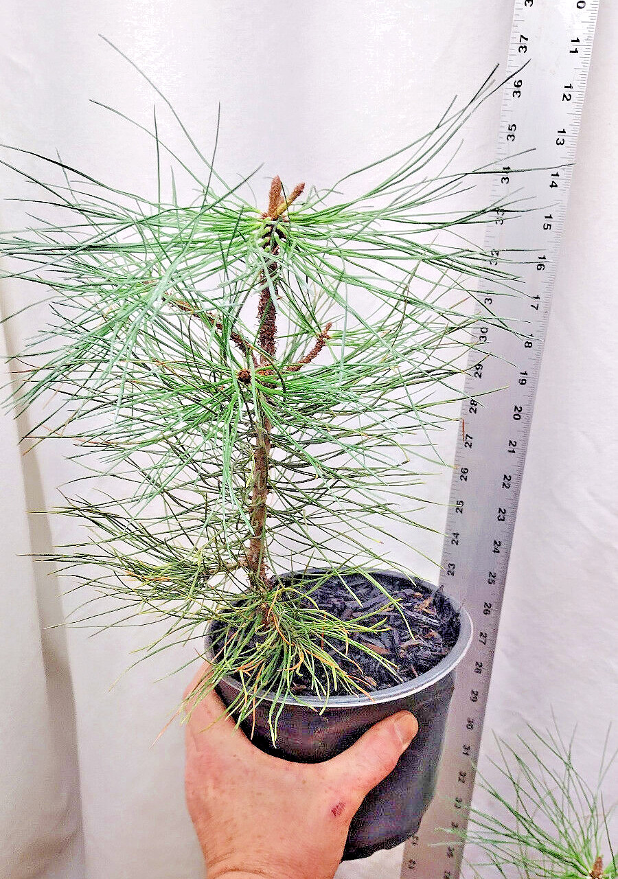 Native Ponderosa Pine Christmas Tree in nursery pot. Pinus.