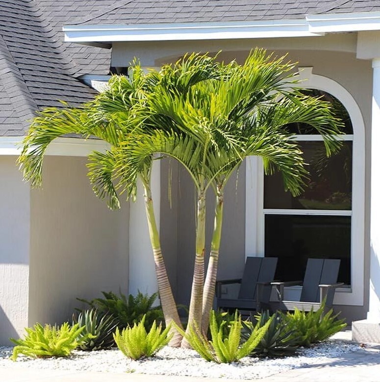 Live MATURE 1 ft tall : Bare root : Adonidia Merrillii Christmas Palm Tropical