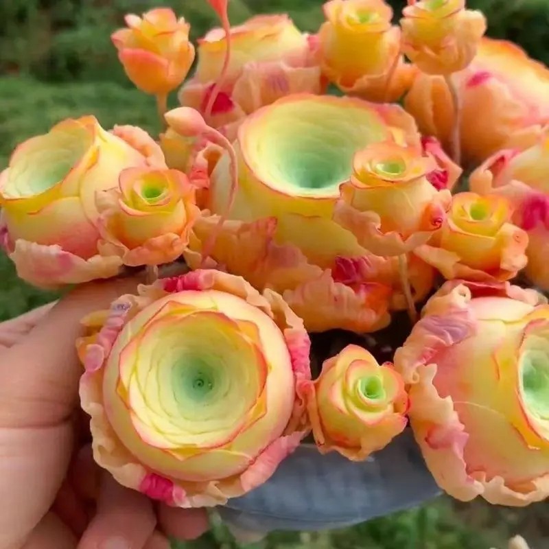 500 Succulent Seeds – Peach Mountain Rose – Greenovia dodrentalis