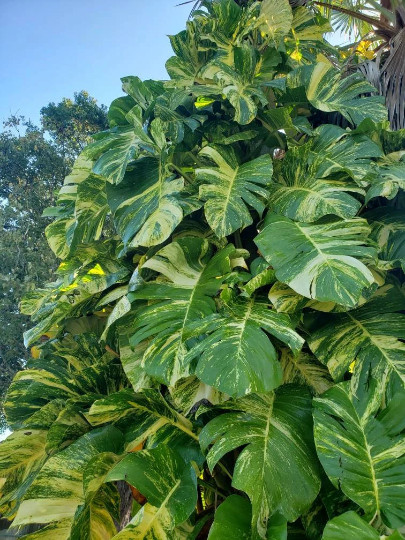 Giant Fenestrated Golden Queen Hawaiian Pothos – Aerial Roots Node Segment