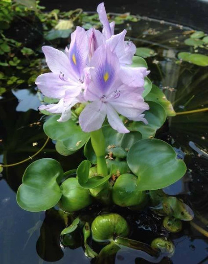 Kazen Aquatic 100% ORGANIC GROWN Water Hyacinth. (Pond plant)