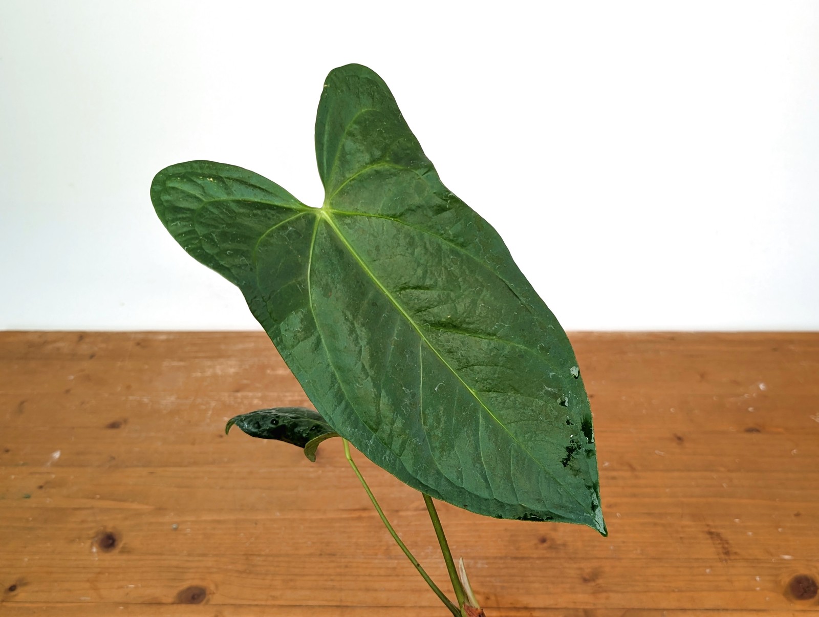 Anthurium Amazon Rabbit (Forgetii x Pinkleyi)