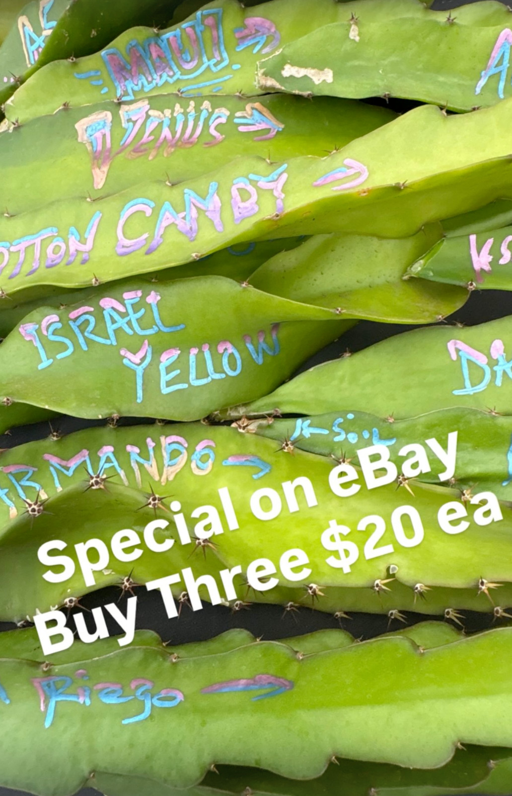 LTD EDITION Tasty Dragon Fruit Starter Plants Many varieties available