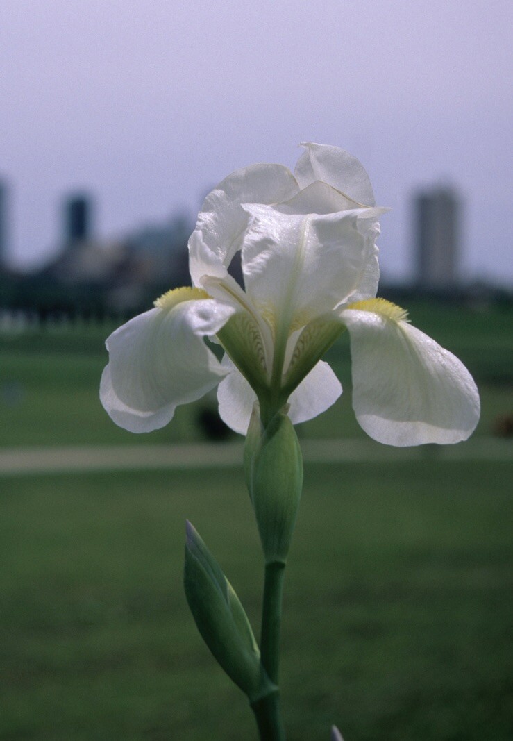 White Iris ( 6Rhizomes)