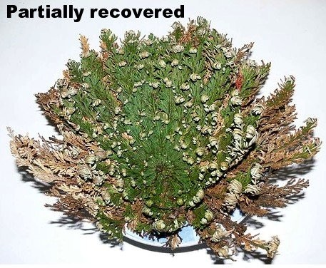 Rose of Jericho Resurrection Fern – Polypodium – 1 Count (Pack 1),