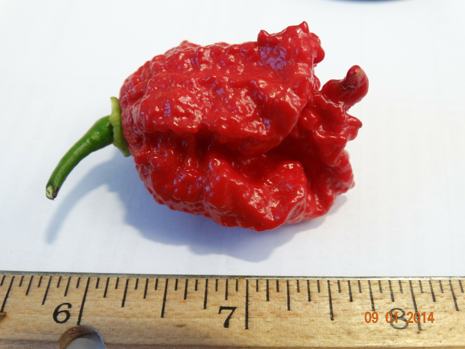 A+ Grade CAROLINA REAPER 25+ Hp22B seeds Growing Instructions Incl-d 2022 CROP